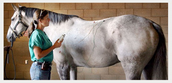 Acupuncture treatment on a horse
