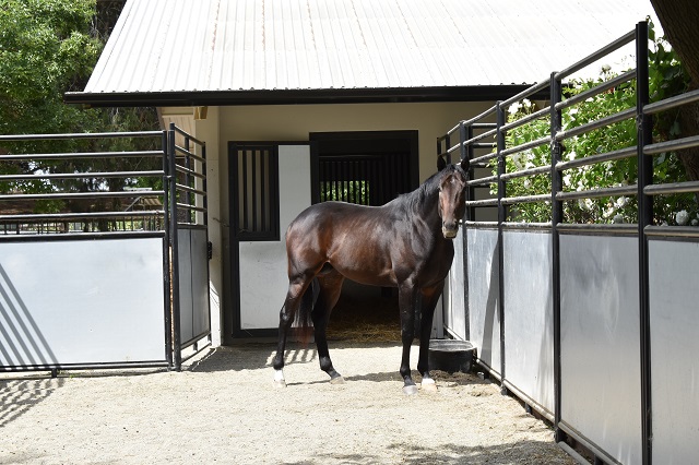 A horse in quarantine at the UC Davis CEM quarantine facility.