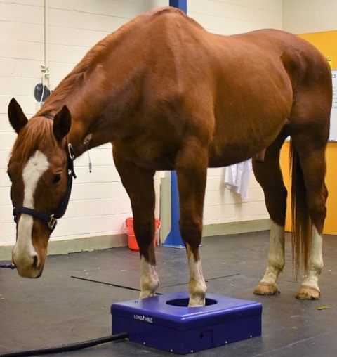 A horse stands in the prototype PET scanner
