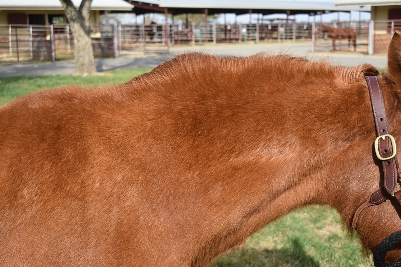 Horse with fat depositions on the neck