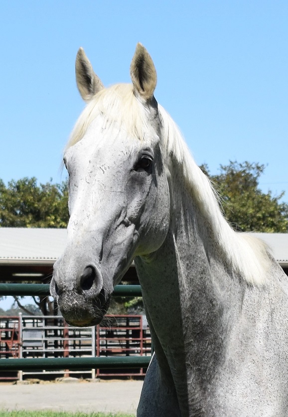 Goose, a former event horse, was treated at UC Davis veterinary hospital