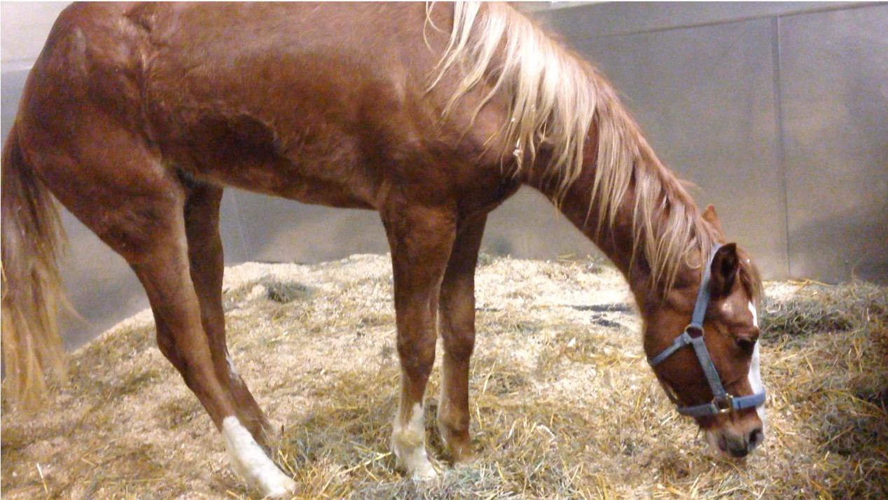horse with EMND