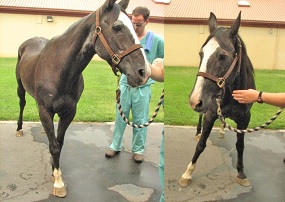 Horse with EPM demonstrating abnormal placement of feet