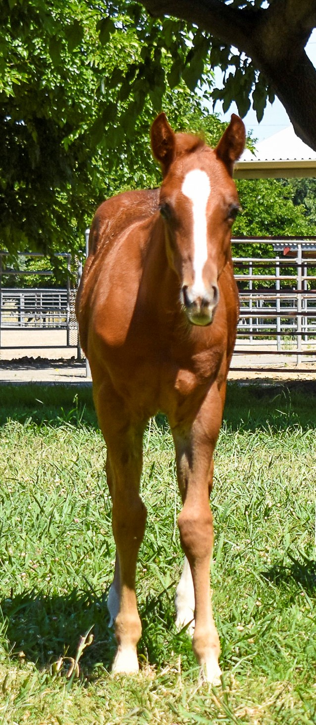 Picture of 2019 CEH colt