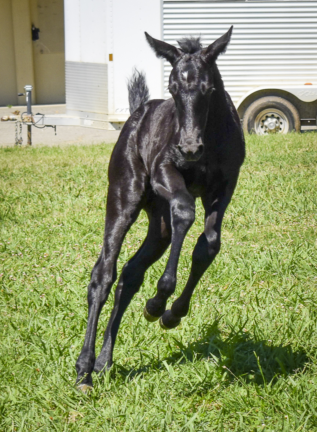 Picture of 2019 CEH filly