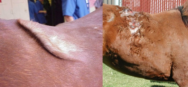 Backs of horses showing clinical signs of HERDA.