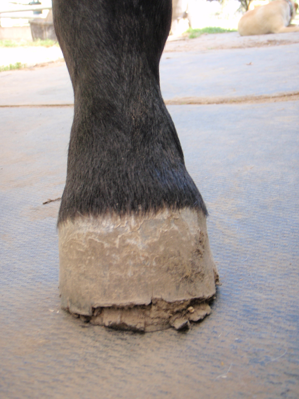 Cracked and separated hoof of an affected pony