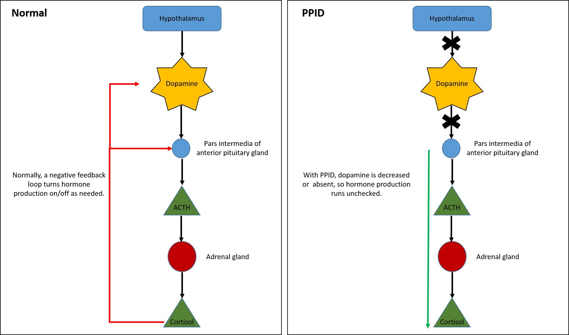 Diagram of pathways affected by PPID
