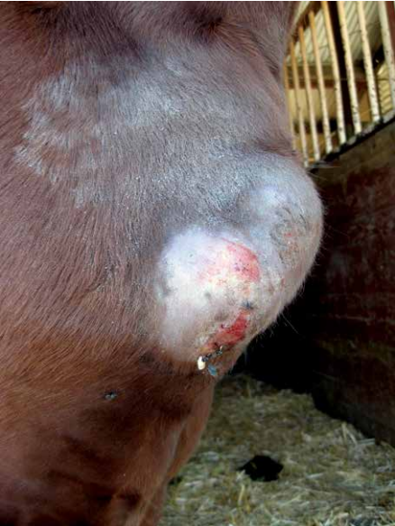 Picture of abscess on horse's chest