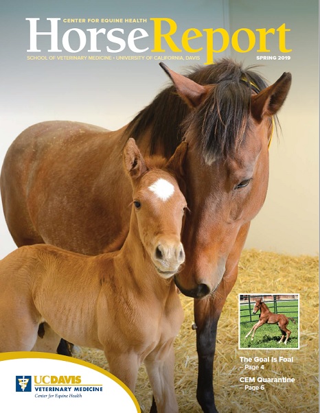 Cover image of Spring 2019 Horse Report