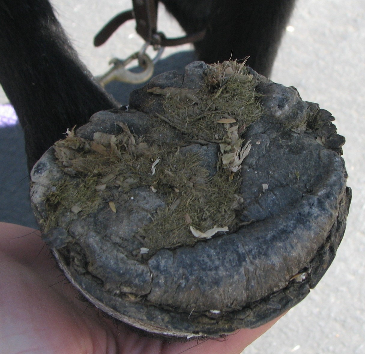 Proliferative horn on the sole of the hoof of an affected pony