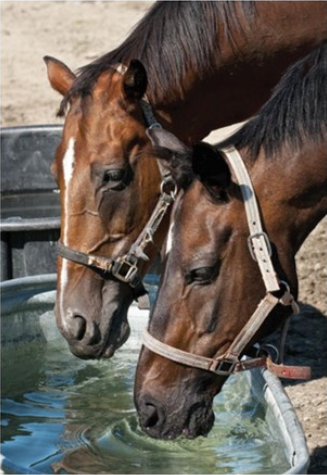 Horses drinking water
