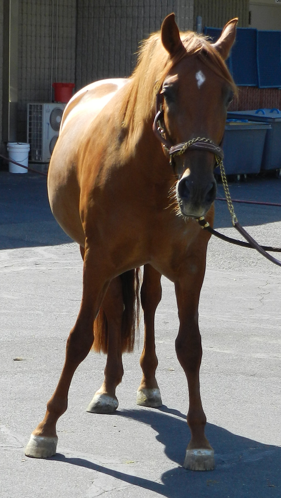 Horse with eNAD