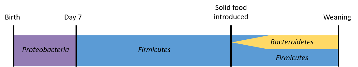 Timeline of changes in predominant bacterial phyla identified in the gut of horses from birth to weaning.