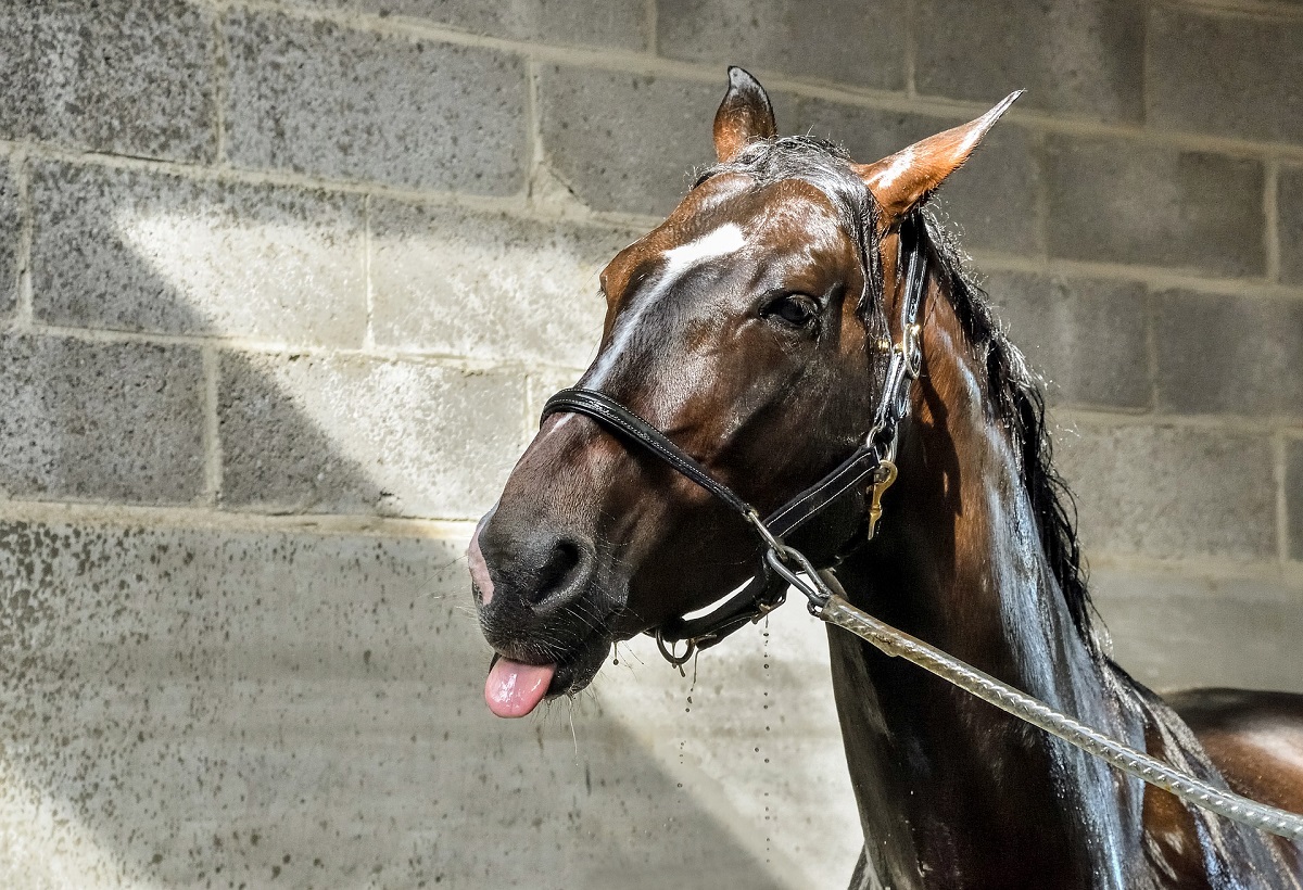 horse in wash rack