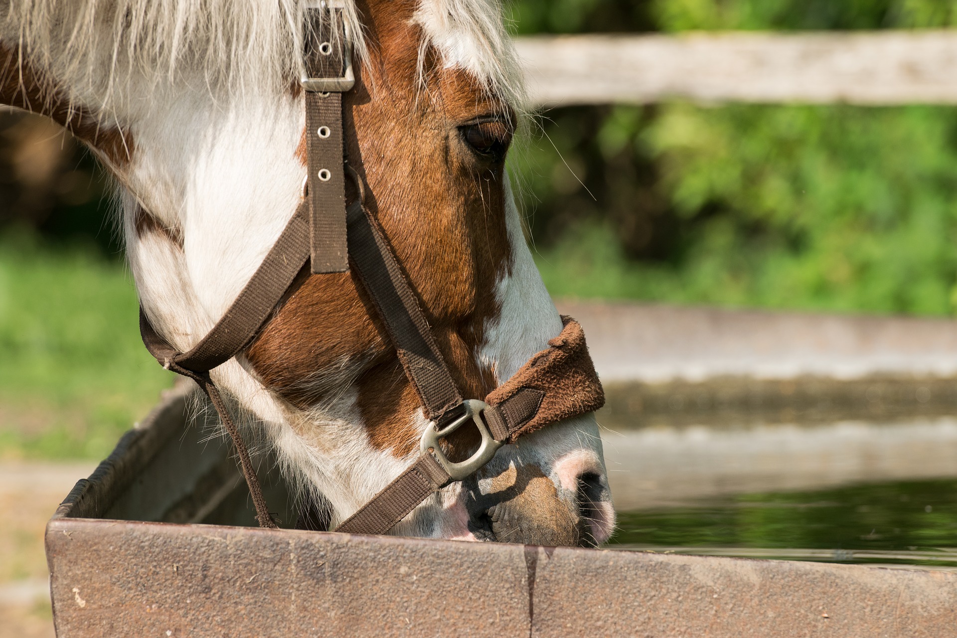 horse drinking from trough