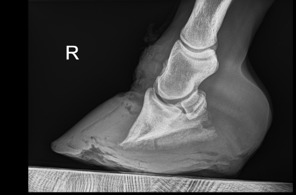 x-ray of the hoof of a horse with laminitis showing displacement of the coffin bone