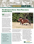 Horse Report