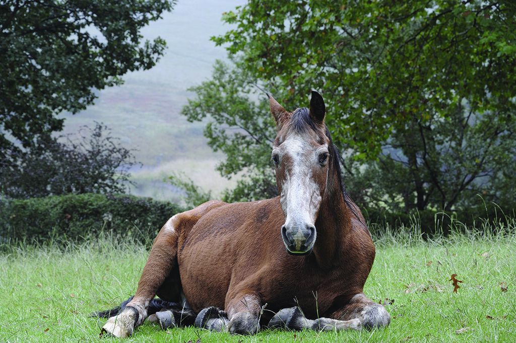 old horse laying in grass