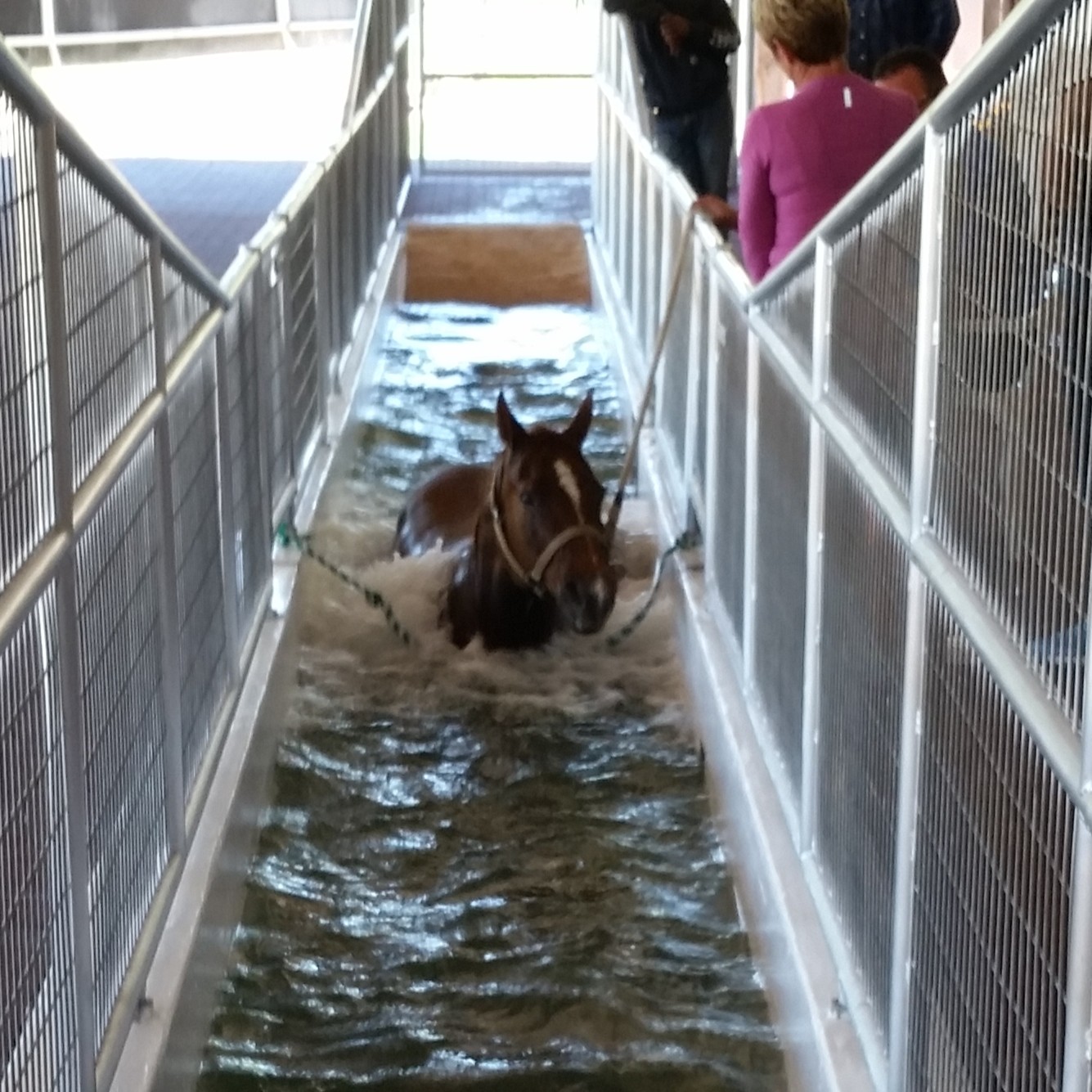 horse on an underwater treadmill