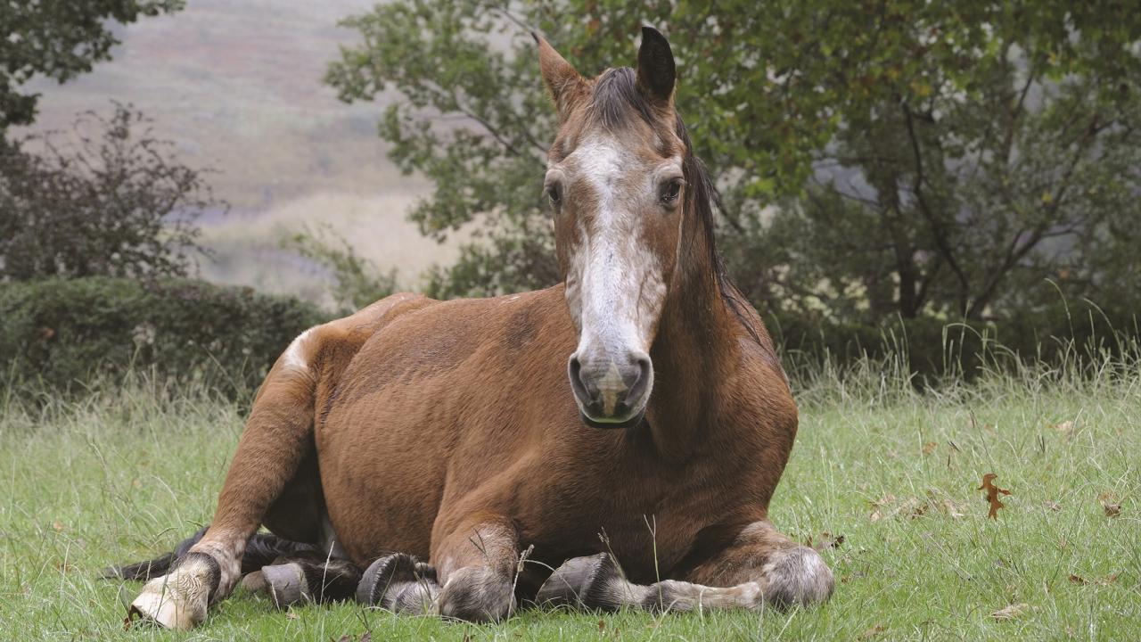 Caring For Horses Through Life And Death School Of Veterinary Medicine