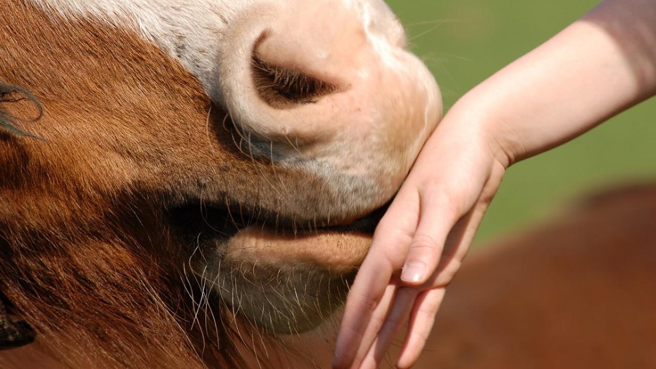 Night Blindness In Horses Congenital Fox Run Equine Center Facebook