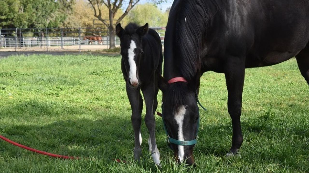 bay colt with dam