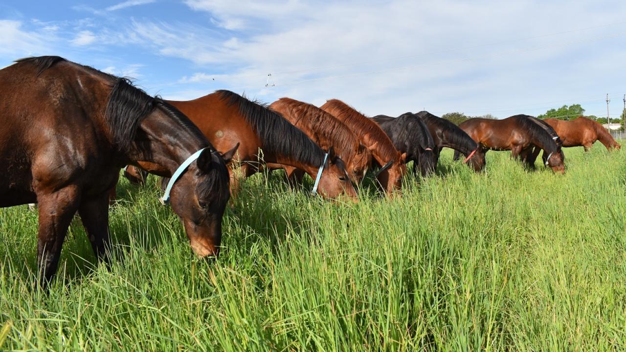 Teaching herd horses enjoying one of the irrigated pastures at the Center for Equine Health