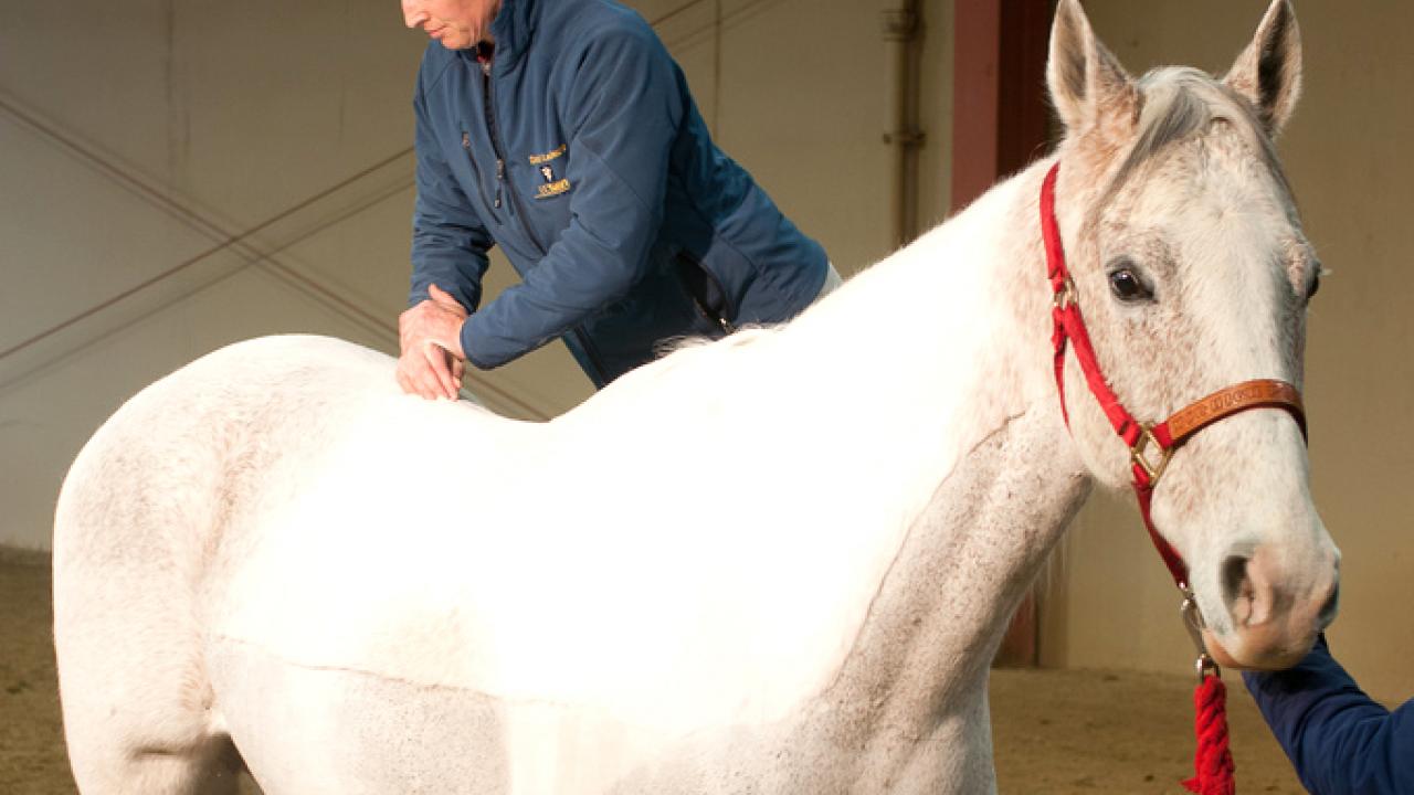 Chiropractic adjustment on a horse