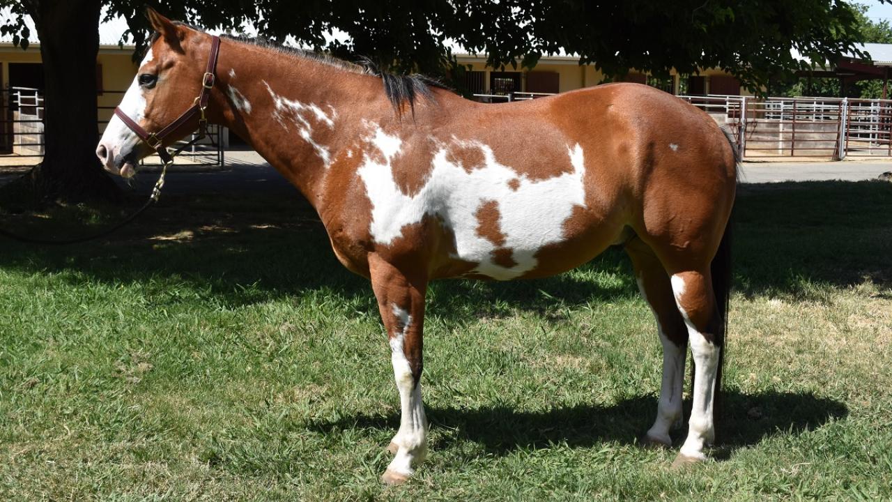 Frame overo Paint horse
