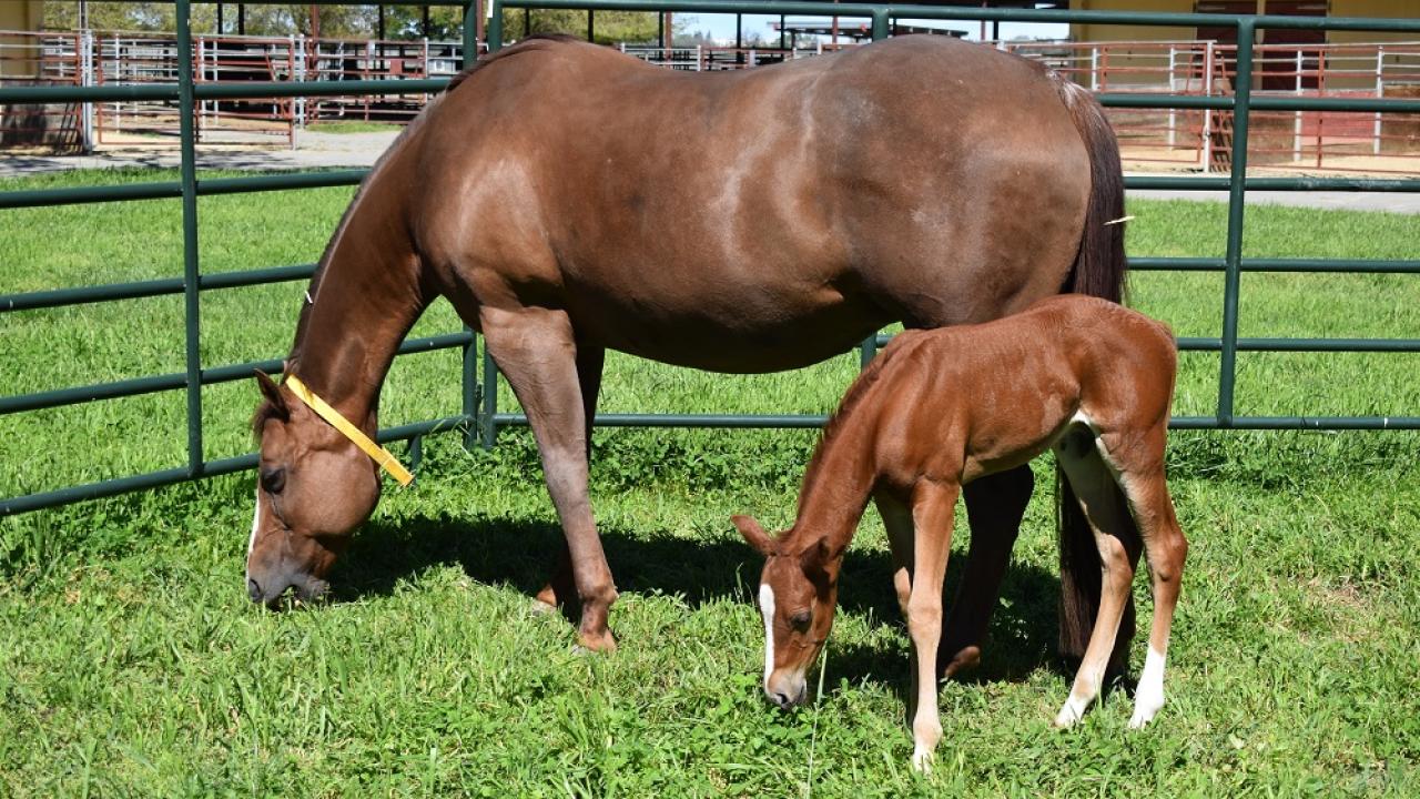 Mare and foal