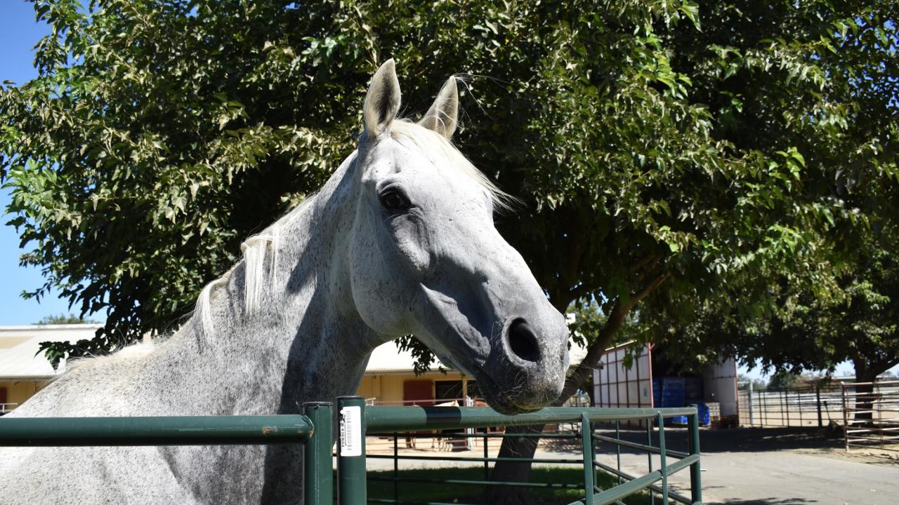 Goose, a former event horse