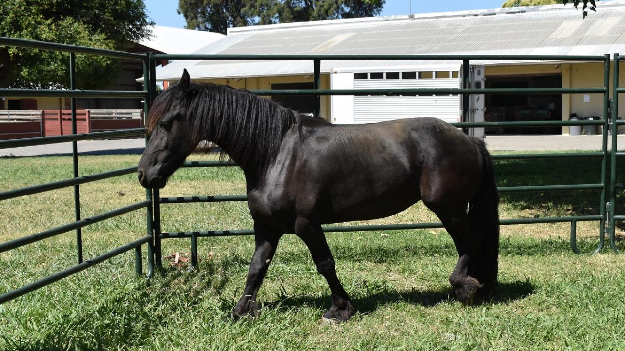 Picture of a dwarf Friesian