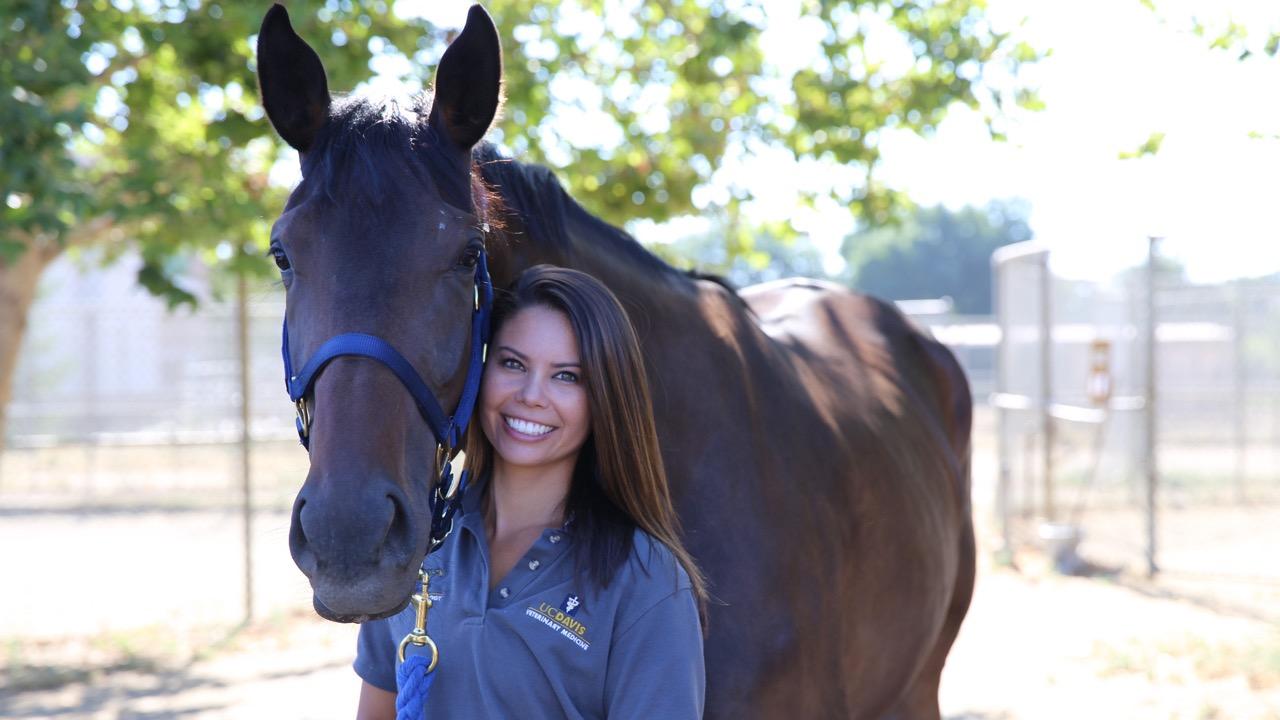 Horses in the study group go through an extensive training program to ensure their safety on the treadmill. Briana Hamamoto