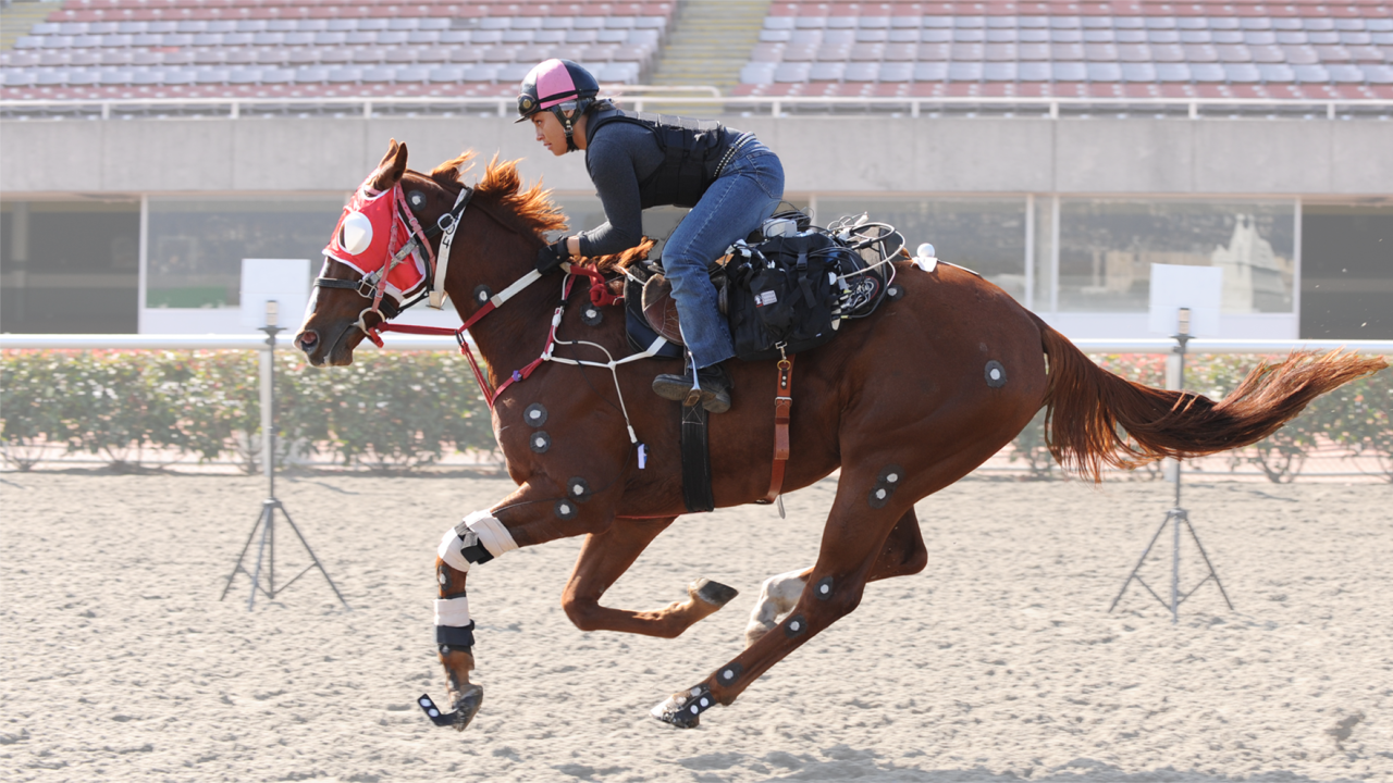 Dr. Sue Stover has conducted several studies looking at different surface areas that equine athletes compete on and how they impact the biomechanics of the horse. Picture of a racehorse running
