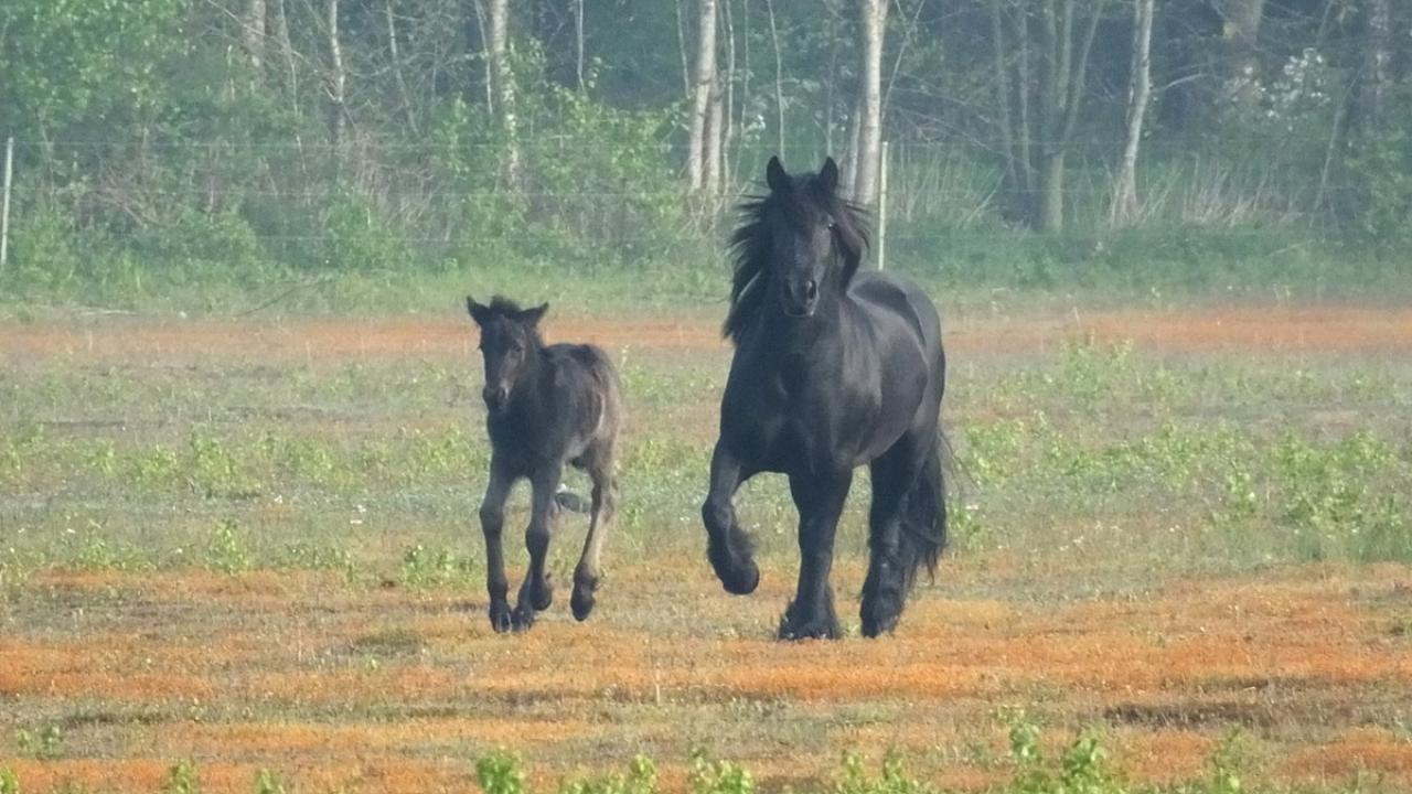 Fell pony dam and foal