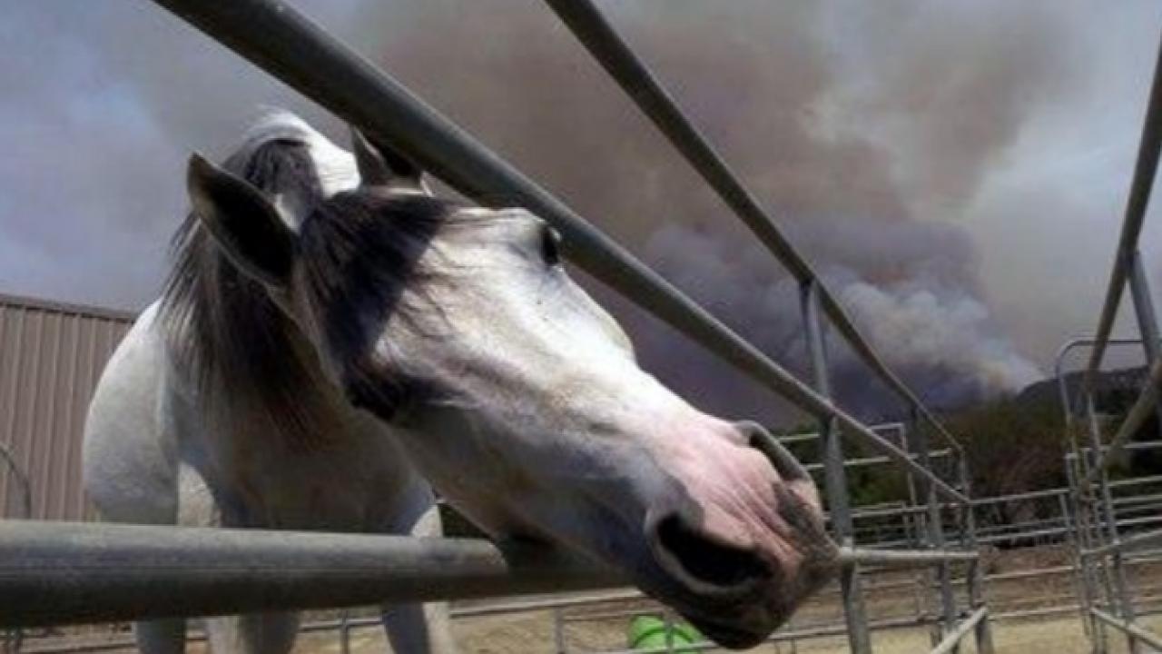 A horse in a pen with a smoke plume from a wildfire in the background