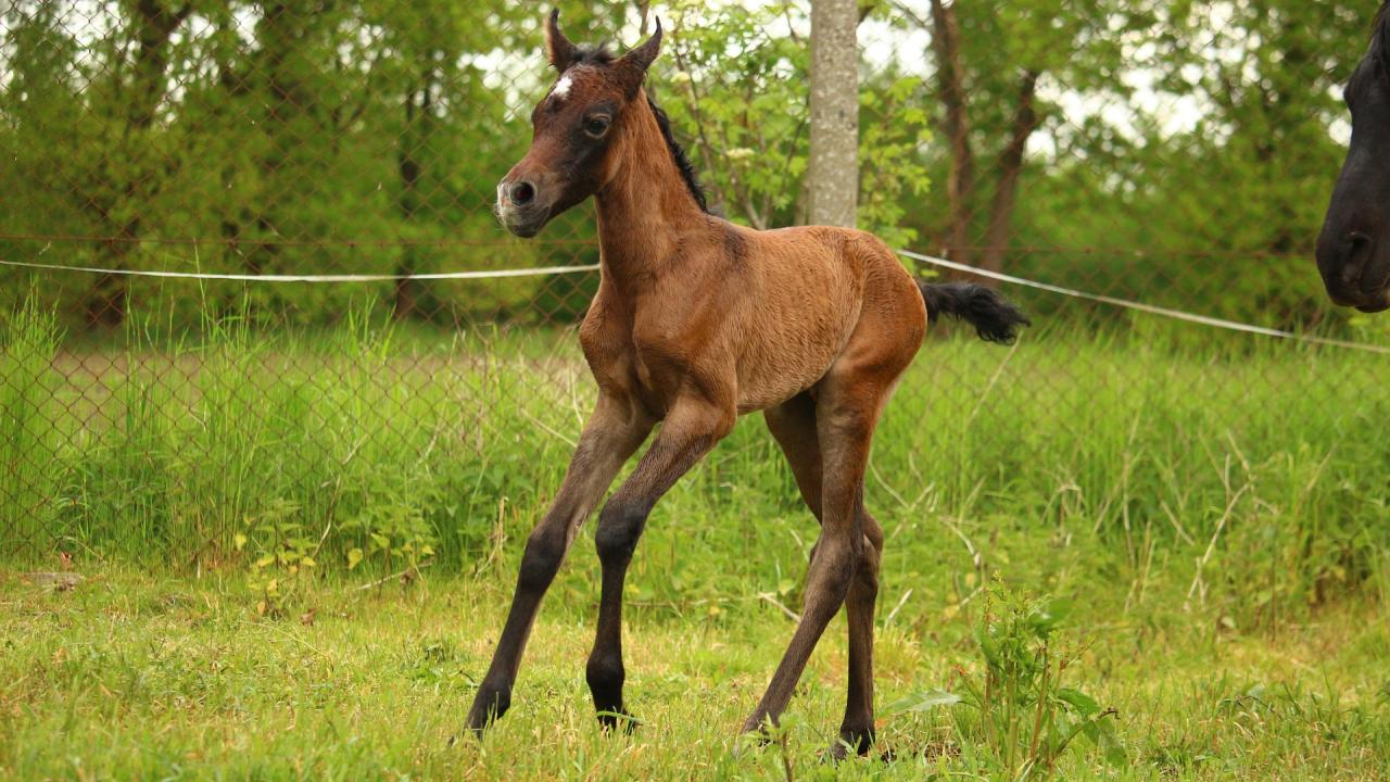 Arabian foal running in field