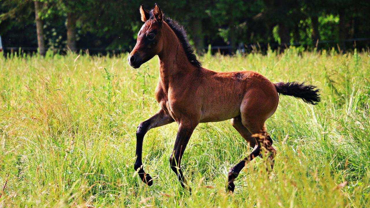 Foal running in field