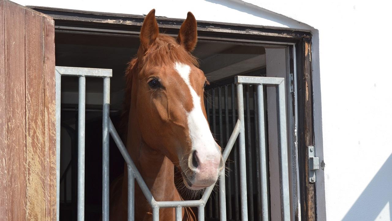 Horse looking out of stall