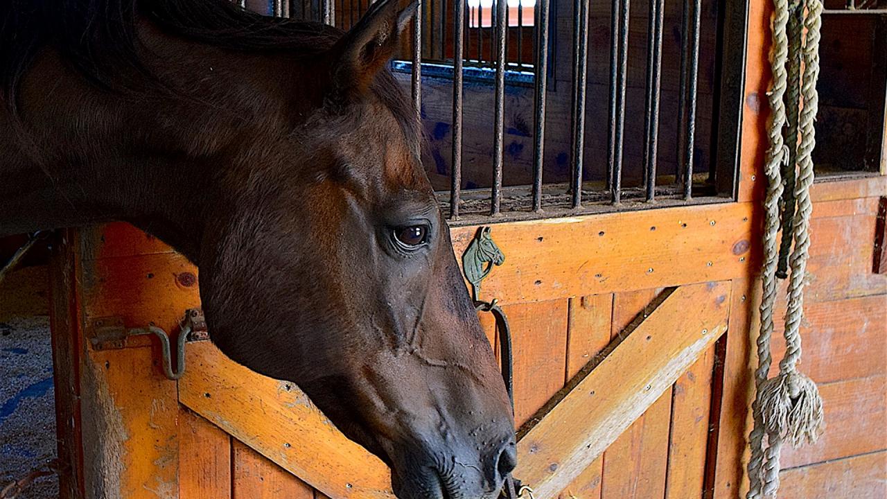 horse with head out of stall