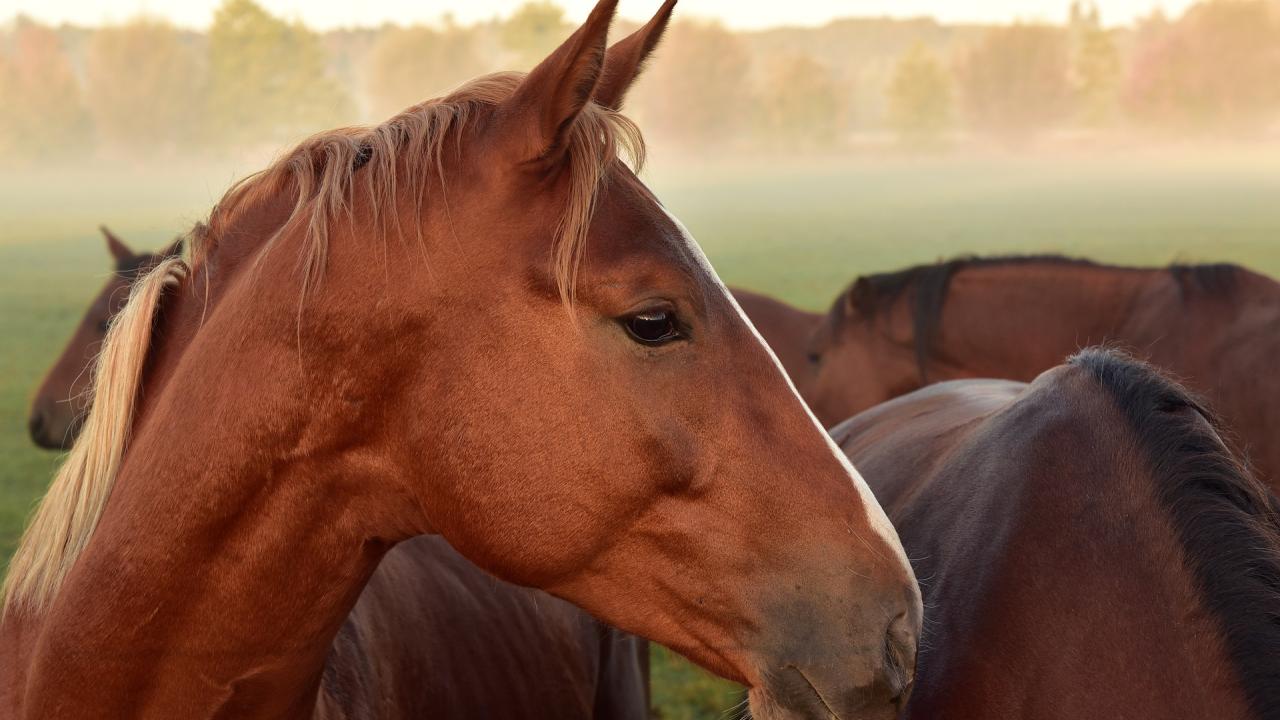 horse head