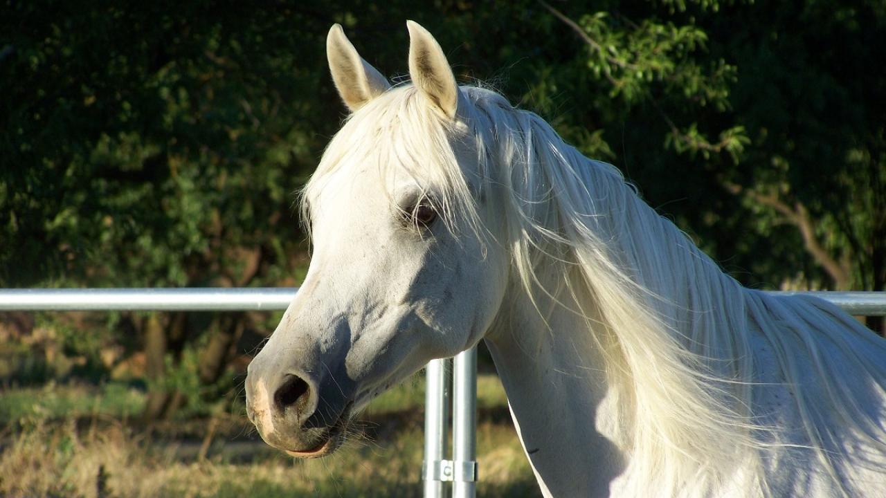Grey Arabian horse