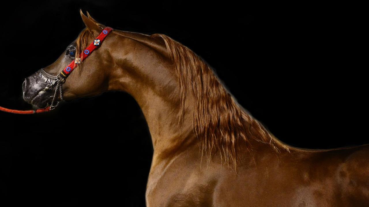 Arabian horse