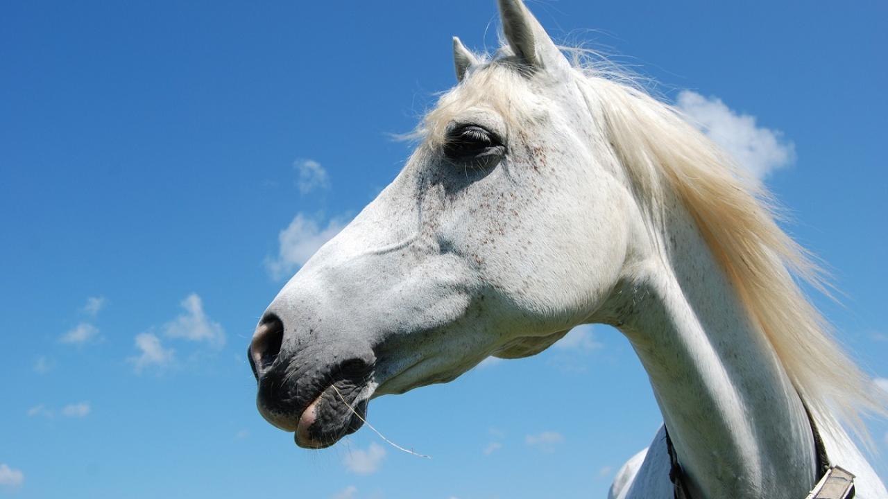 grey horse head