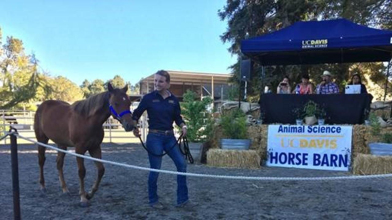Horse Barn Sale 2018