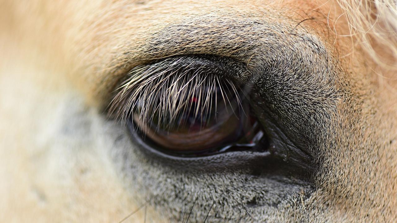 close up of horse's eye