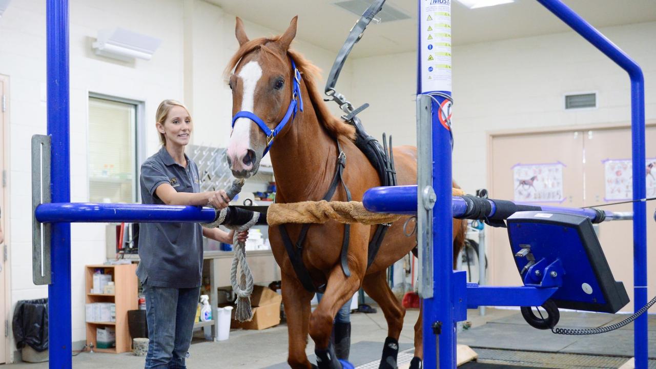 Horse Racing Safety