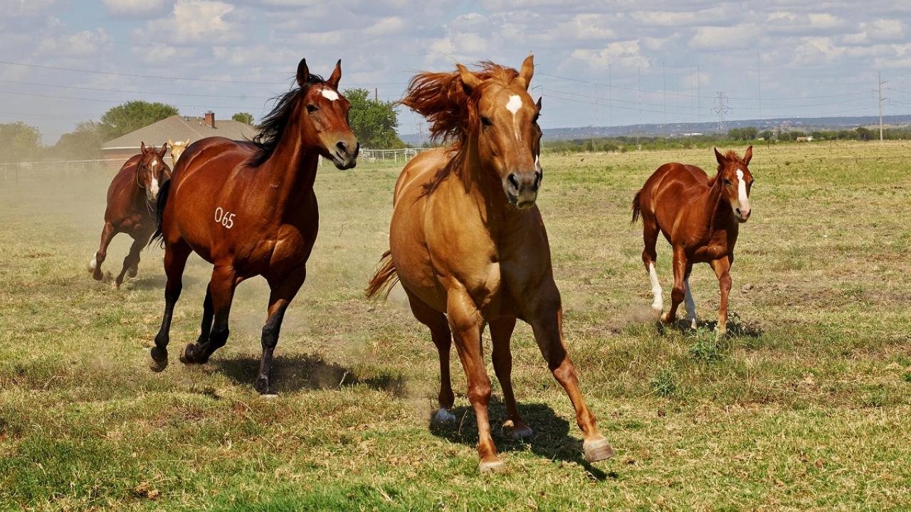 horses running in field
