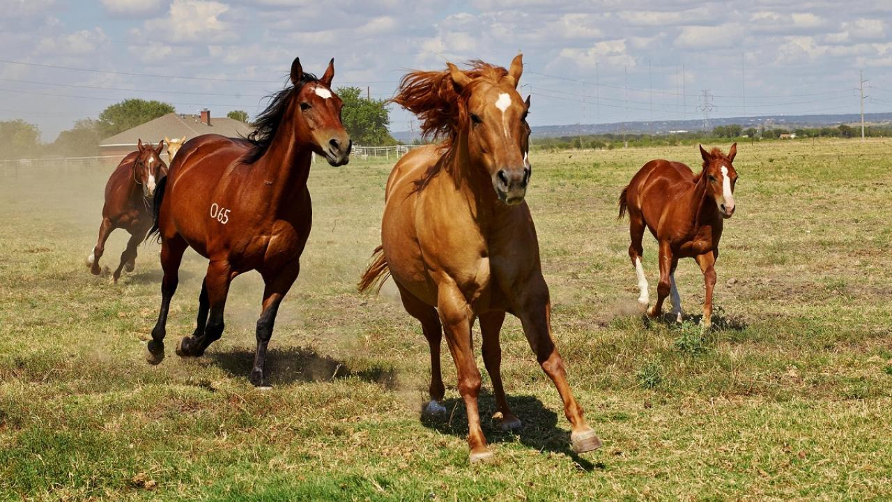 horses running in field
